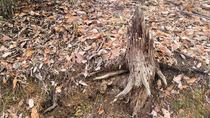 切り株・根・土・落ち葉・枯葉／Stump, roots, soil, fallen leaves, dead leaves／그루터기, 뿌리, 흙, 낙엽, 고엽