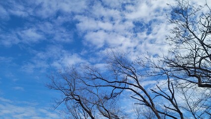 Fototapeta na wymiar 冬の青空・光／겨울의 푸른 하늘 · 빛／winter blue sky/light