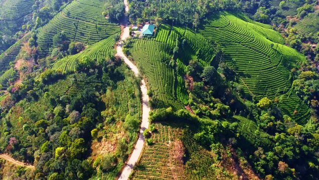 Ariel shot of tea plantations in vagamon, Kerala, India. Vagamon is a hill station located in Kottayam- Idukki border of Kerala.
