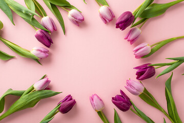 Blooming Beauty: Top-down view of a lovely display featuring blooming tulips against a pale pink background. A charming scene with open space for your text or advertisement