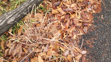 枯れた植物・枯葉・秋・冬・飾り／Dead leaves・autumn・winter・decoration・withered plants／고엽 · 가을 · 겨울 · 장식・죽은 식물