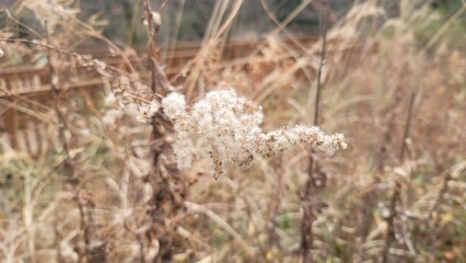綿・白い花・枯れていく花／면, 흰 꽃, 시들어가는 꽃／Cotton, white flowers, withering flowers