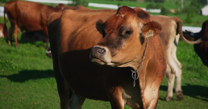 Brown jersey cow moving her head and eating in the field pasture in summer sunny day in group