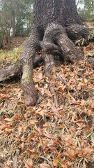 Obraz premium 樹木の絡まる根・根を張る／entwined roots of trees・put down roots／나무의 얽힌 뿌리・뿌리를 내다