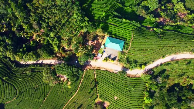 Ariel shot of tea plantations in vagamon, Kerala, India. Vagamon is a hill station located in Kottayam- Idukki border of Kerala.
