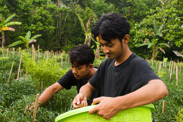 two young Asian farmers are harvesting chilies in the garden wearing black t-shirts during the day