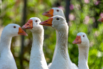 group of geese