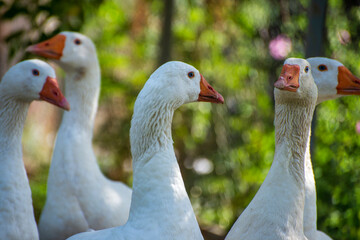 group of geese