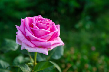 pink rose