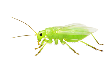 Examining the Role of Aphids in Agricultural and Horticultural Environments on a White or Clear Surface PNG Transparent Background.