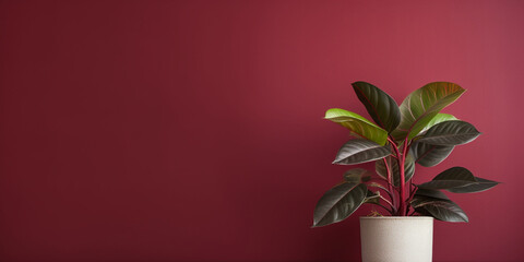 Tables with houseplants near color wall, Contemporary Plant Styling: Tables with Lush Houseplants by Colorful Wall