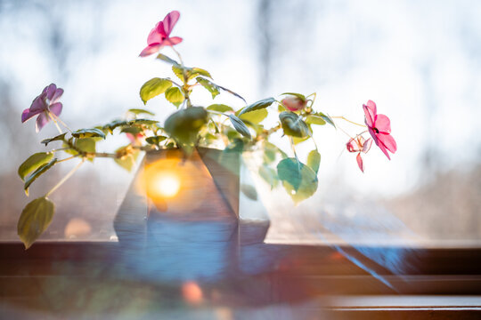 Blooming pink impatiens flowers on windowsill in reflected light