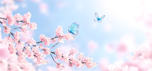 Fotobehang Horizontal banner with blue butterflies and sakura flowers of pink color on sunny backdrop. Beautiful nature spring background with a branch of blooming sakura. Sakura blossoming season in Japan © frenta