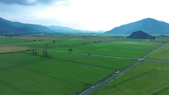 Aerial view of valley with large green rice fields