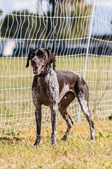 happy German Shorthaired Pointer dog competing in lure course sport