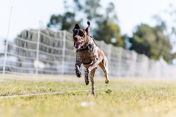 happy German Shorthaired Pointer dog running in lure course sport