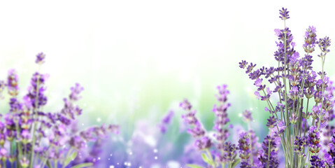 Purple lavender flowers on sunny beautiful nature spring background. Summer scene with fresh...