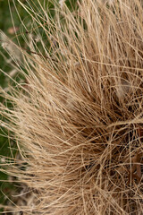 close-up of dried grass vegetation in winter