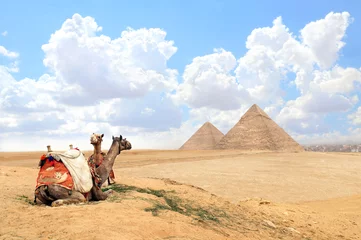 Foto op Canvas Camels in a colorful horse-clothes resting on the sand near to pyramids, Giza, Cairo, Egypt. Famous Great Pyramids of Chephren and Cheops, Giza pyramid complex (Giza Necropolis) © frenta