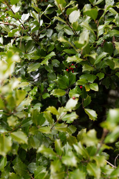 close-up of holly bush with holly berries and leaves