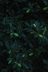 Close up tiny fresh green leave bushes dark background