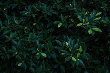 Fresh green tropical leave bushes background