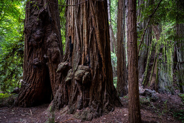 Muir Woods National Monument Sequoia Forest