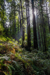 Sunbeams pierce through a redwood forest