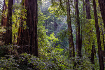 Sunbeams pierce through a redwood forest