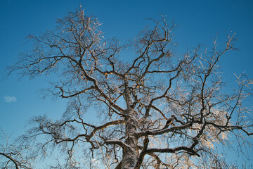 Leafless snowy birch tree against blue sky in winter