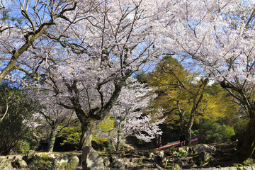 Sakura blossom trees, sacred Miyajima island, Japan. Spring flowering sakura season. Japanese...