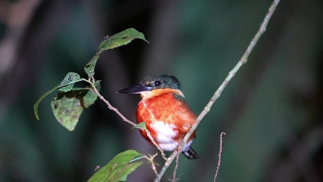 a Pygmy Kingfisher rets on a branch a night