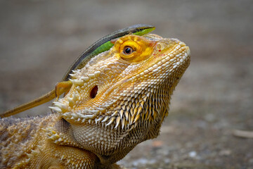 Brown bearded dragon lizard (Pogona)