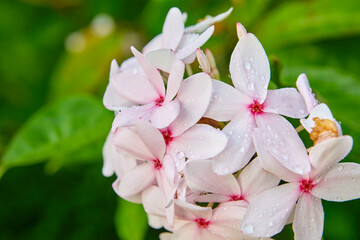 Close-up view of water drops on white flower in garden