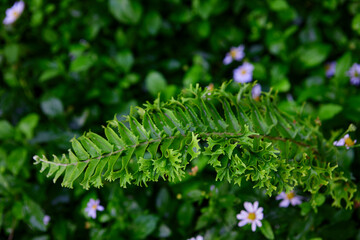 Fern leaves grow up in forest