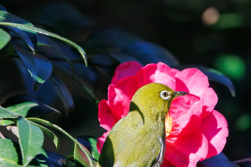 サザンカの花と可愛いメジロ（メジロ科）。
日本国神奈川県横浜市鶴見区、三ツ池公園にて。
2024年1月8日撮影。
