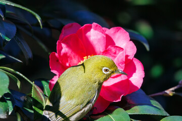 サザンカの花と可愛いメジロ（メジロ科）。
日本国神奈川県横浜市鶴見区、三ツ池公園にて。
2024年1月8日撮影。
