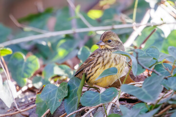 餌を探す可愛いアオジ（ホオジロ科）。
日本国神奈川県横浜市鶴見区、三ツ池公園にて。
2024年1月8日撮影。
