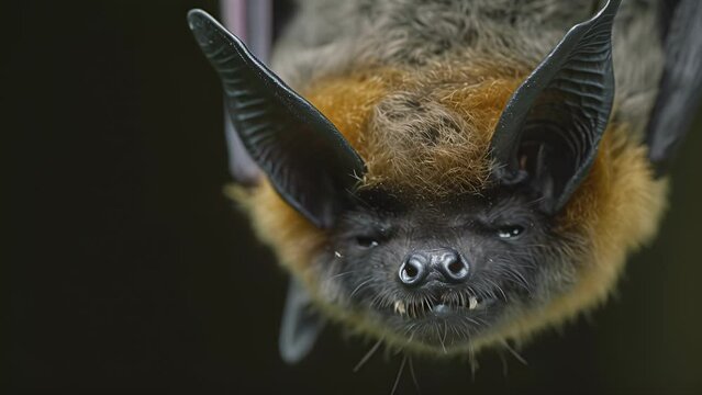 Closeup of a single bats face its large pointed ears and sharp teeth visible as it hangs upside down its eyes closed in peaceful slumber