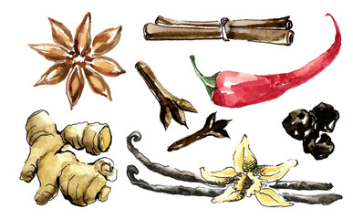 Spices for cooking. A set of ginger root, a bunch of cinnamon sticks, black peppercorns and sprigs of cloves, chili pepper, cardamom star and vanilla pods with a flower. Hand drawn watercolor painting