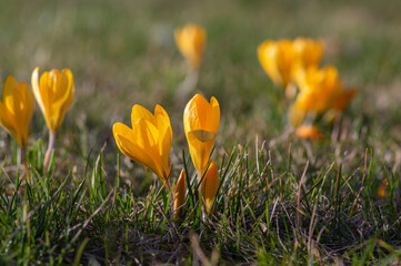 Field of flowering crocus vernus plants, group of bright colorful early spring flowers in bloom