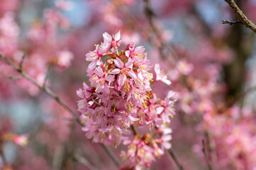 Prunus incam okame cherry ornamental small tree flowers in bloom, beautiful pink plant flowering branches