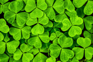 Background with green clover leaves for Saint Patrick's day. Shamrock as a symbol of fortune.