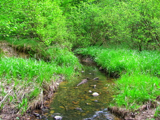 Stream in wild nature in spring