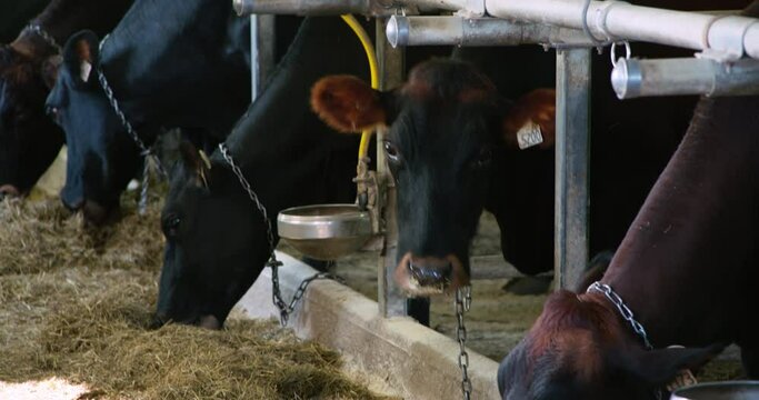 Canadian cow cattle looking at camera when eating in stall and rumining hay