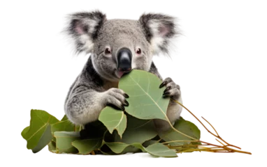 Fotobehang Cherish the Delicate Beauty of a Koala Savoring Eucalyptus Leaves on a White or Clear Surface PNG Transparent Background. © Usama