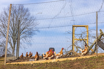 Hens in a cage in the country © Lars Johansson