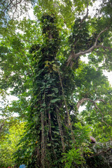 Fototapeta premium jamaica landscape in carribean sea and wild nature