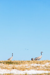 Obraz na płótnie Canvas Cranes on a hill with snow at springtime