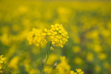 Close-up Focus A Beautiful  Blooming  Yellow rapeseed flower with blurry background
